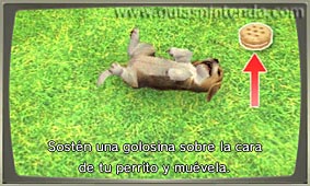 Nintendogs + Cats (3DS)